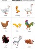 Farm Animals 2 flashcards